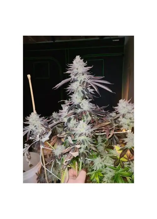 Headstrong by 7 East Genetics, Photoperiod cannabis strain