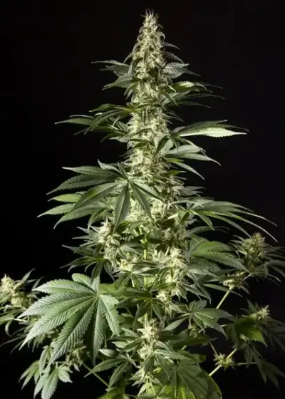 Heaven's Fruit aka Diesel Tangie by Philosopher Seeds, Photoperiod cannabis strain
