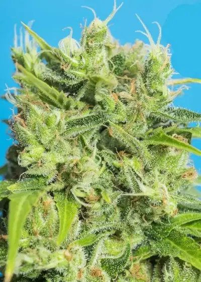 Heaven’s Gate CBD by Tropical Seeds Company, Photoperiod cannabis strain