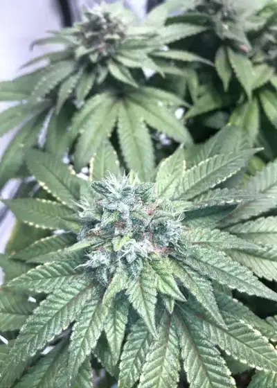 Heavenly Hashplant by Bodhi Seeds, Photoperiod cannabis strain