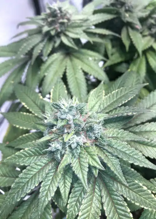 Heavenly Hashplant by Bodhi Seeds, Photoperiod cannabis strain
