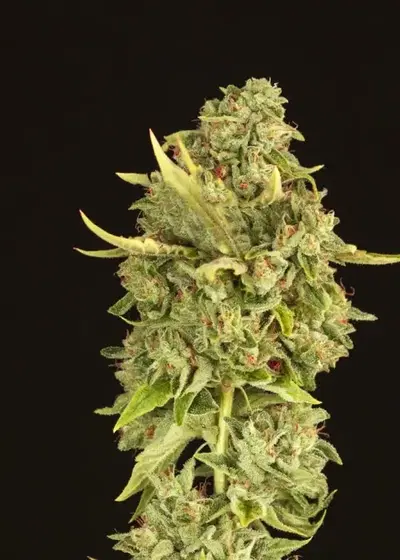 Hell's Bells by The Devils Harvest Seeds, Photoperiod cannabis strain