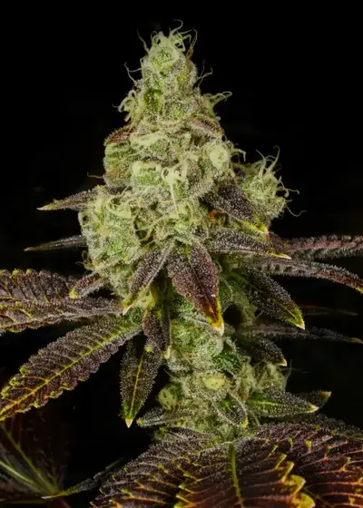 Hella Jelly by Teds Budz, Photoperiod cannabis strain