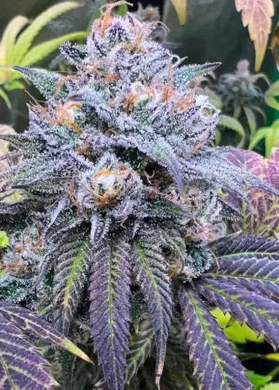 Hella Lit by Jinxproof Genetics, Photoperiod cannabis strain