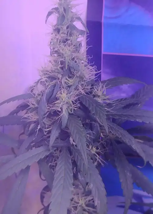 Helmand by The Real Seed Company, Photoperiod cannabis strain