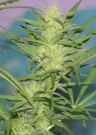 Her Majesty by Original Delicatessen, Photoperiod cannabis strain