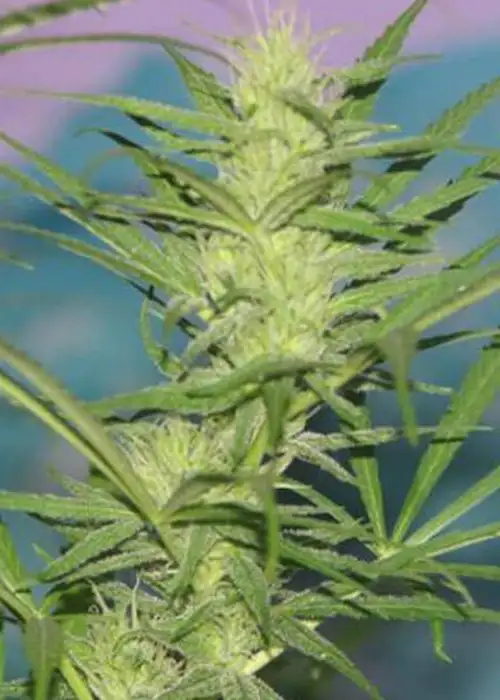 Her Majesty by Original Delicatessen, Photoperiod cannabis strain