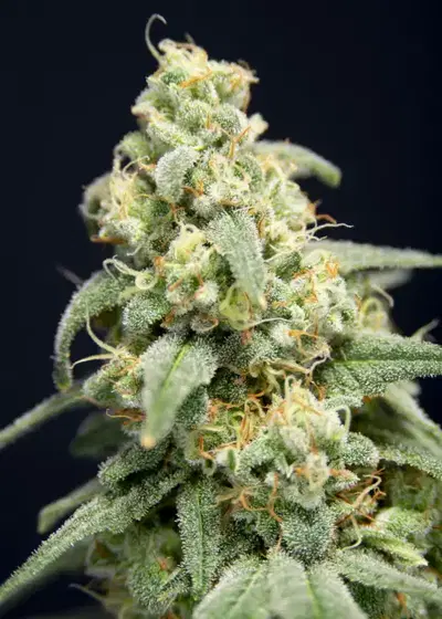 Here comes the Barb by House of the Great Gardener, Photoperiod cannabis strain