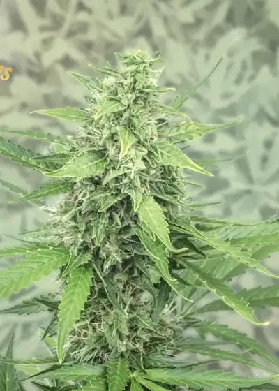 Hermana de la Noche by Super Strains, Photoperiod cannabis strain