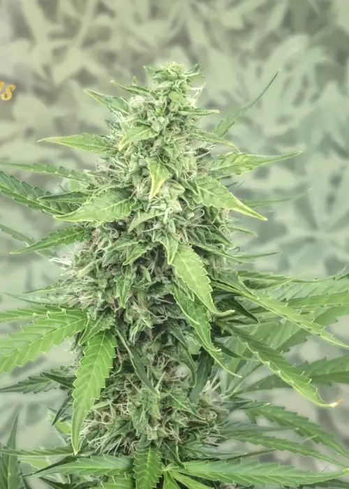 Hermana de la Noche by Super Strains, Photoperiod cannabis strain