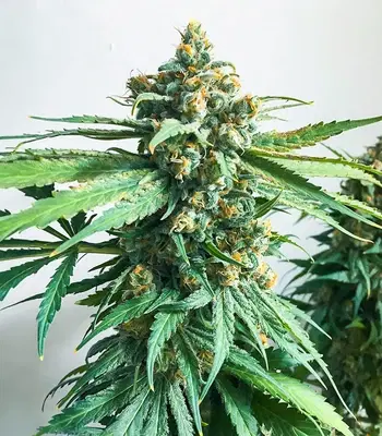 Hero Cookies by AlphaFem Seeds, Photoperiod cannabis strain
