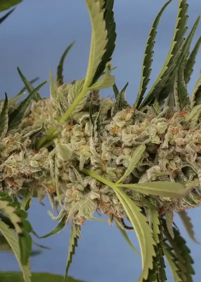 Herz OG Auto by Exotic Seed, Autoflower cannabis strain