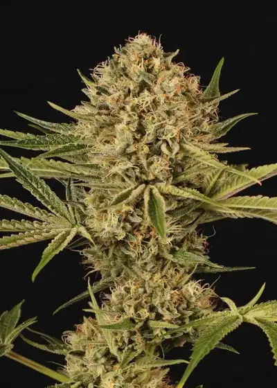 Herz OG by Exotic Seed, Photoperiod cannabis strain