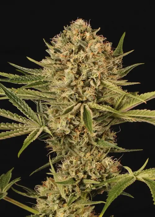 Herz OG by Exotic Seed, Photoperiod cannabis strain