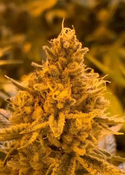 Hibiscus by R-Kiem Seeds, Photoperiod cannabis strain