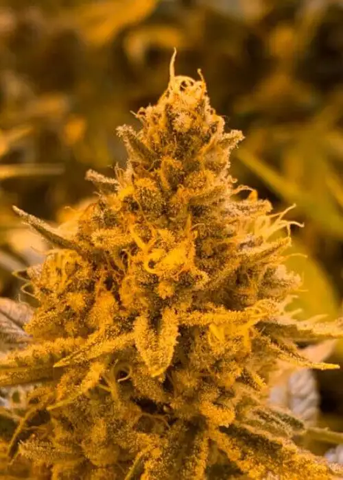 Hibiscus by R-Kiem Seeds, Photoperiod cannabis strain