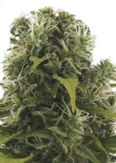 High Density by Heavyweight Seeds, Autoflower cannabis strain