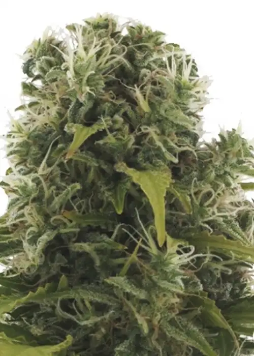 High Density by Heavyweight Seeds, Autoflower cannabis strain