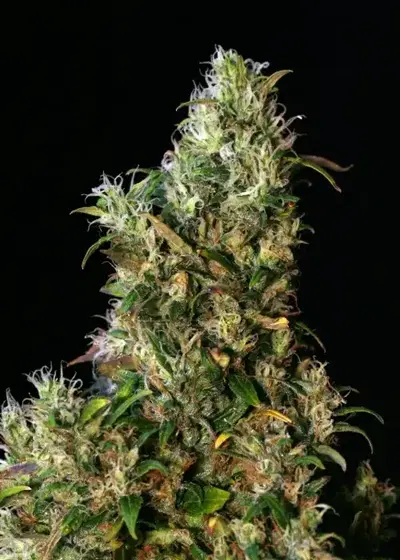 High Level by Eva Seeds, Photoperiod cannabis strain