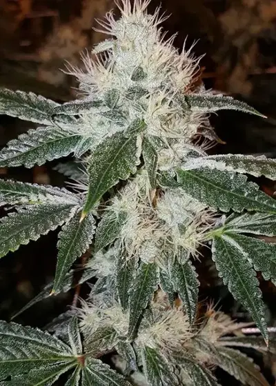 High Octane OG by Jungle Boys, Photoperiod cannabis strain