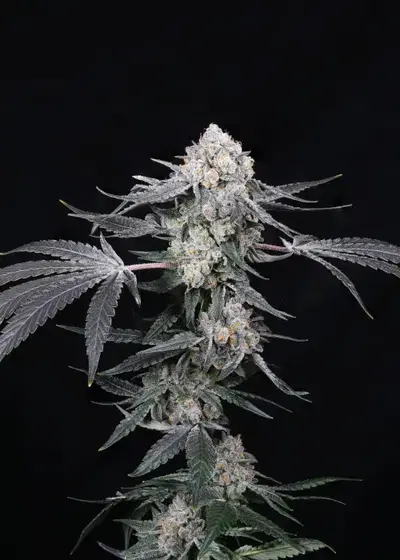 High Society by Compound Genetics, Photoperiod cannabis strain