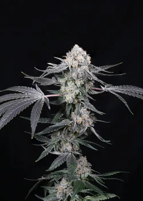 High Society by Compound Genetics, Photoperiod cannabis strain