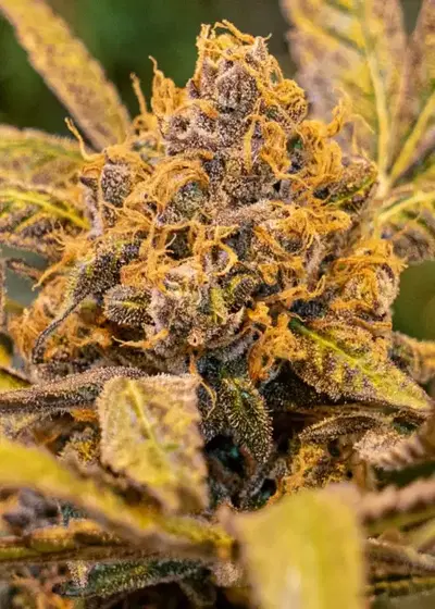 High Voltage Fast by High Speed Buds, Photoperiod cannabis strain