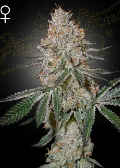 HighCloudZ by Green House Seed Co., Photoperiod cannabis strain