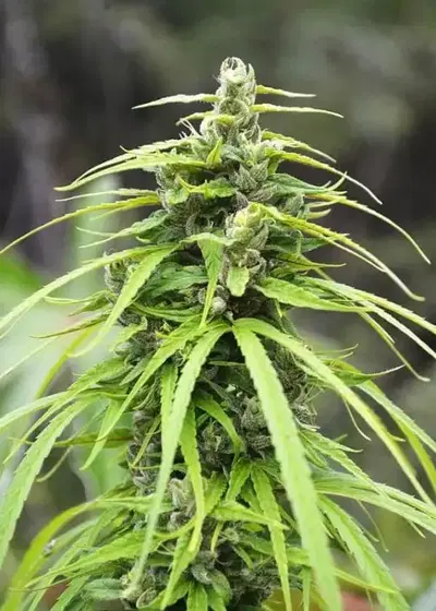 Highland Thai by The Real Seed Company, Photoperiod cannabis strain