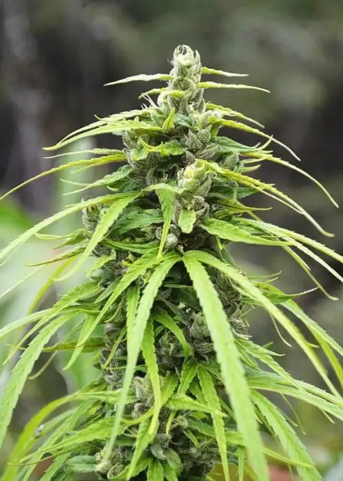 Highland Thai by The Real Seed Company, Photoperiod cannabis strain
