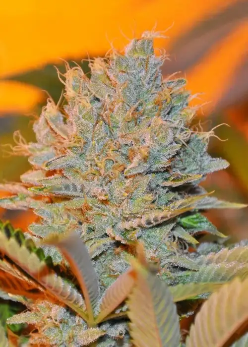 Highlander by Ocean Grown Seeds, Photoperiod cannabis strain