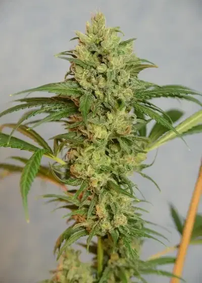 Highlo by House of the Great Gardener, Photoperiod cannabis strain