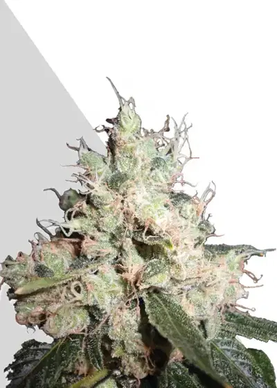 Hijack by Auto Seeds, Autoflower cannabis strain