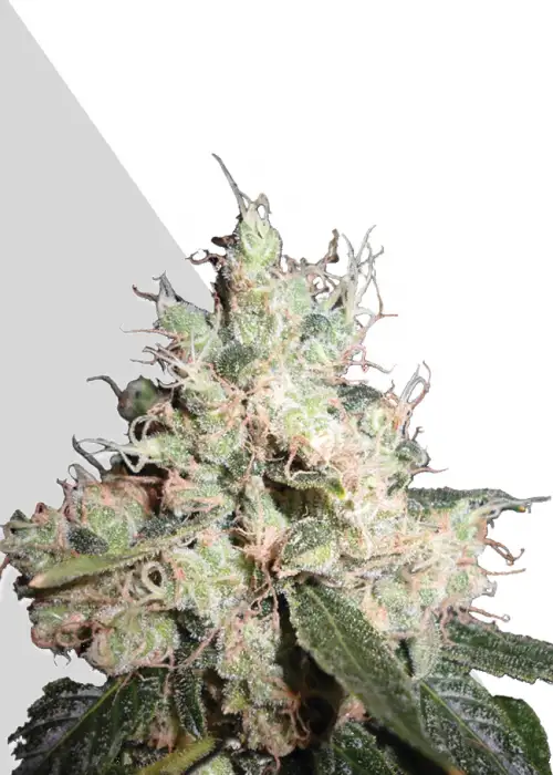 Hijack by Auto Seeds, Autoflower cannabis strain