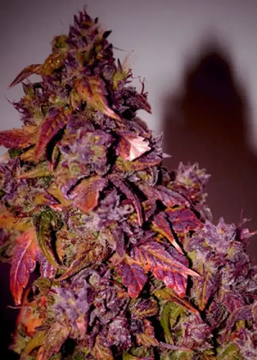 Himalaya Blue Diesel by Short Stuff, Autoflower cannabis strain