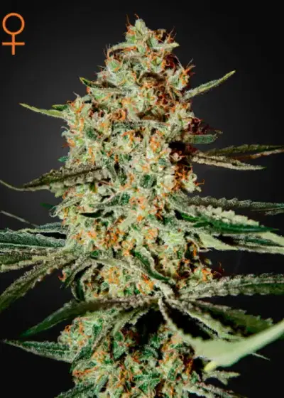 Himalaya Gold by Green House Seed Co., Photoperiod cannabis strain