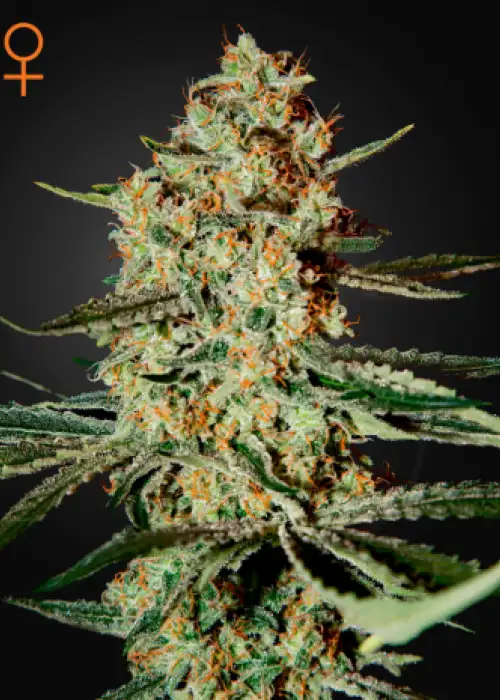 Himalaya Gold by Green House Seed Co., Photoperiod cannabis strain