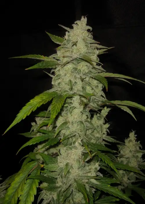Himalaya Orange Diesel by Short Stuff, Autoflower cannabis strain