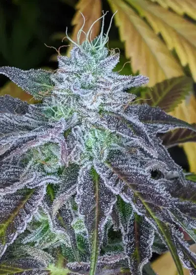 Hindsight by Twenty20, Photoperiod cannabis strain