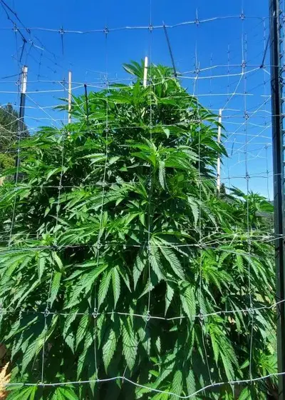 Hindu Alien by Equilibrium Genetics, Photoperiod cannabis strain
