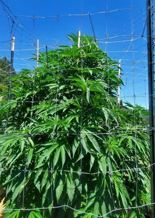Hindu Alien by Equilibrium Genetics, Photoperiod cannabis strain