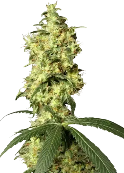Hindu Kush AutoFlowering by Growers Choice Seeds, Autoflower cannabis strain