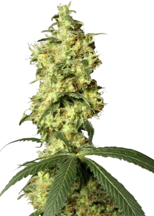 Hindu Kush AutoFlowering by Growers Choice Seeds, Autoflower cannabis strain