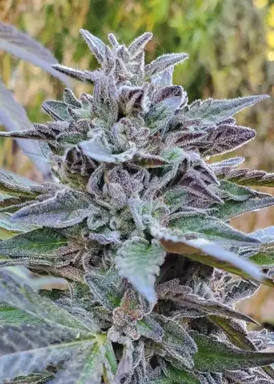 Hindu Mints by Equilibrium Genetics, Photoperiod cannabis strain