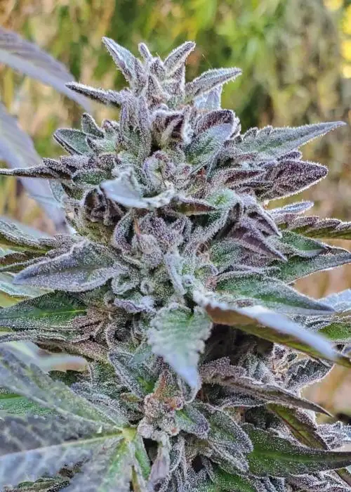 Hindu Mints by Equilibrium Genetics, Photoperiod cannabis strain