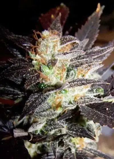 Hippy Private Stash by Connoisseur Genetics, Photoperiod cannabis strain