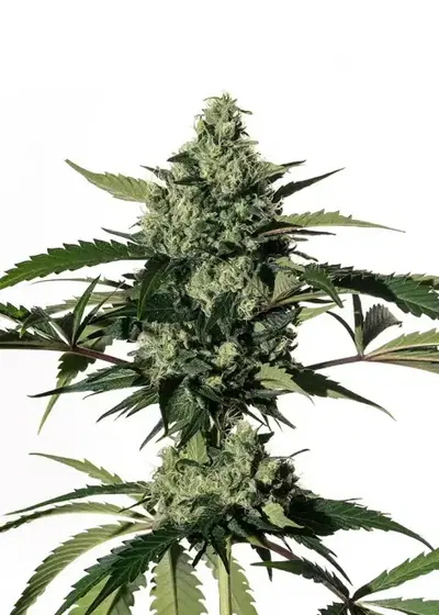 Hiydrow (HY-1) by MM Genetics, Photoperiod cannabis strain