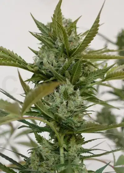 Hofmann Automatic by Zenseeds, Autoflower cannabis strain