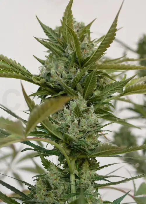 Hofmann Automatic by Zenseeds, Autoflower cannabis strain