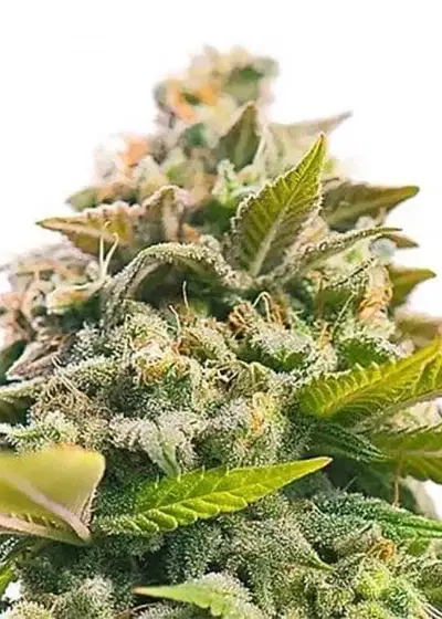 Hog’s Breath by DNA Crew, Photoperiod cannabis strain